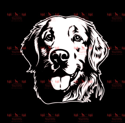 Golden Retriever 2