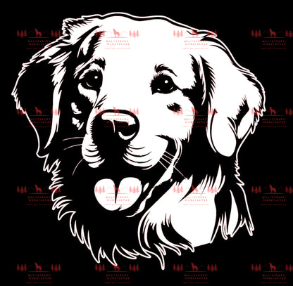 Golden Retriever 3