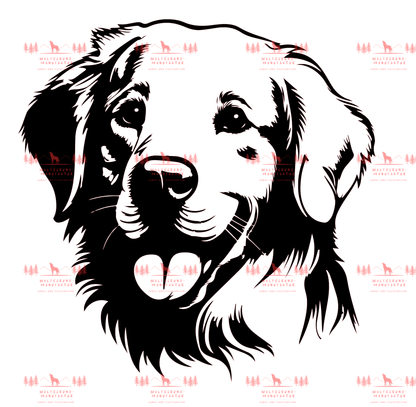 Golden Retriever 3