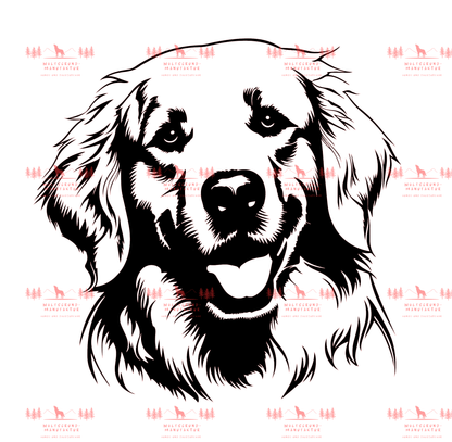Golden Retriever 4