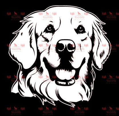 Golden Retriever 5