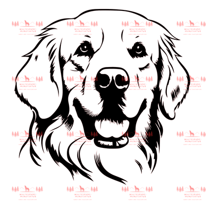Golden Retriever 5
