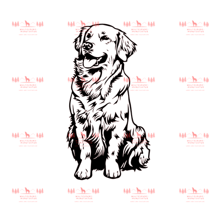 Golden Retriever 6