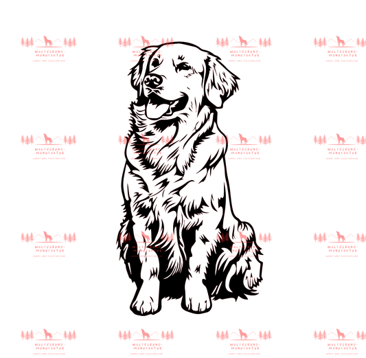 Golden Retriever 6
