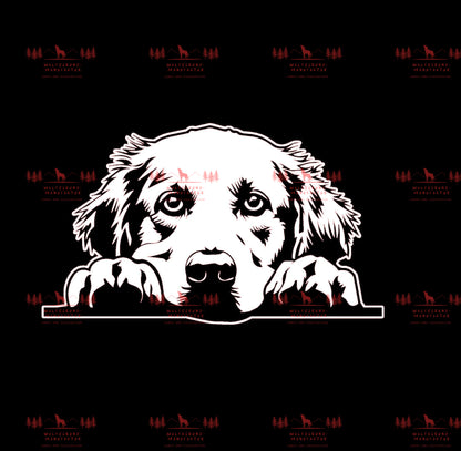Golden Retriever 7