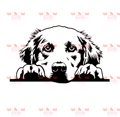 Golden Retriever 7