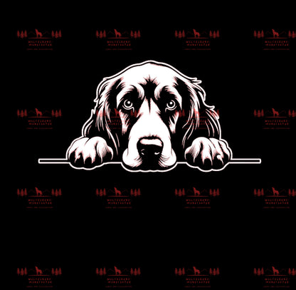 Irish Setter 1