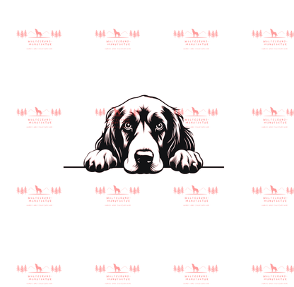 Irish Setter 1