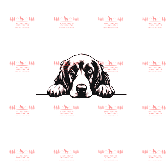 Irish Setter 1
