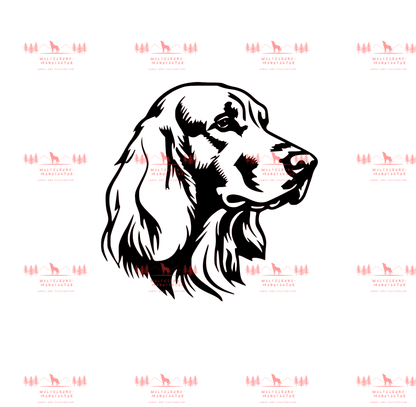 Irish Setter 6