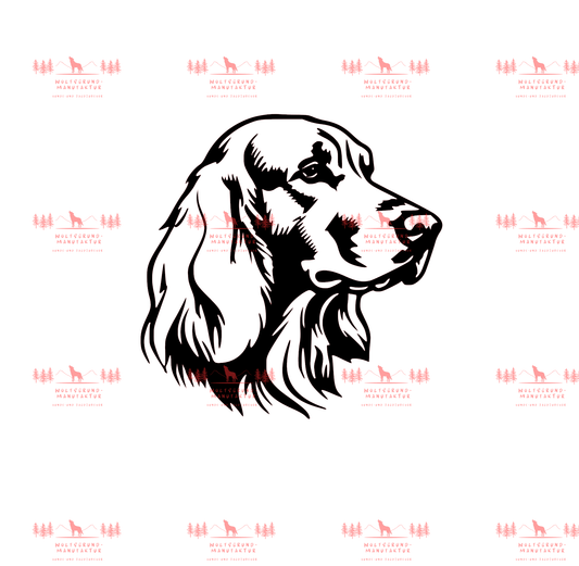 Irish Setter 6