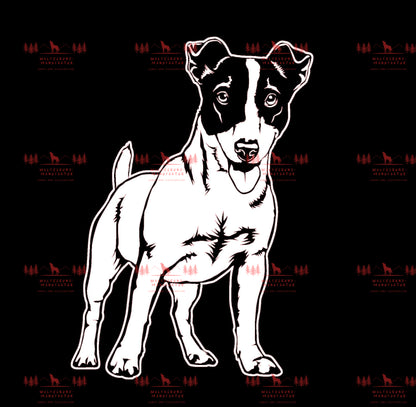 Jack Russell Terrier 1