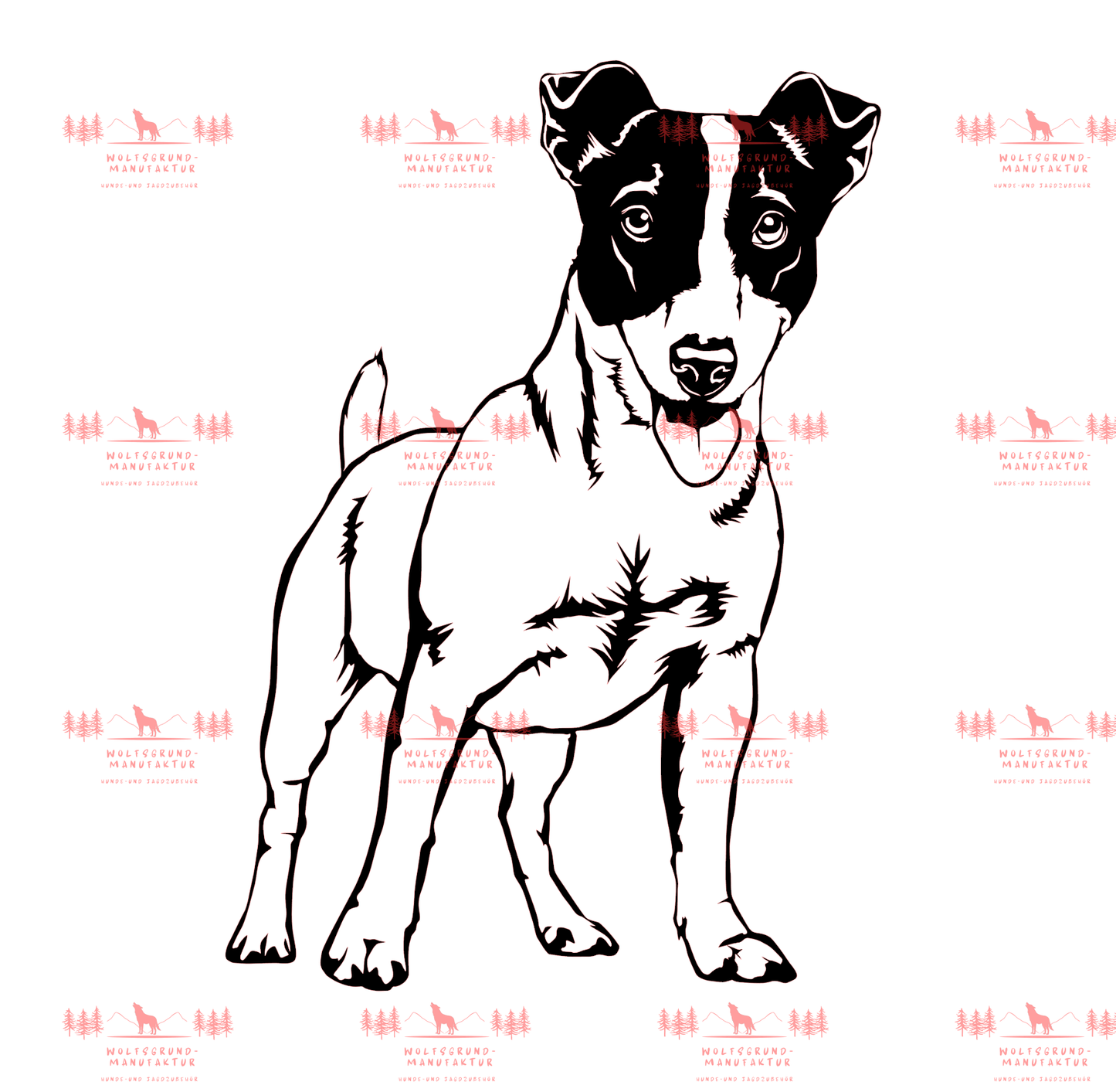Jack Russell Terrier 1