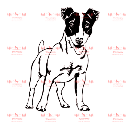 Jack Russell Terrier 1