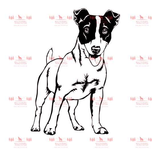 Jack Russell Terrier 1