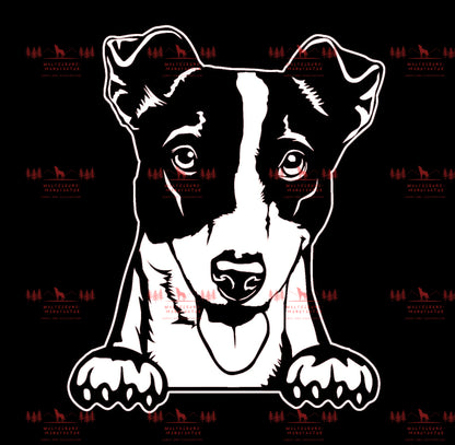 Jack Russell Terrier 2