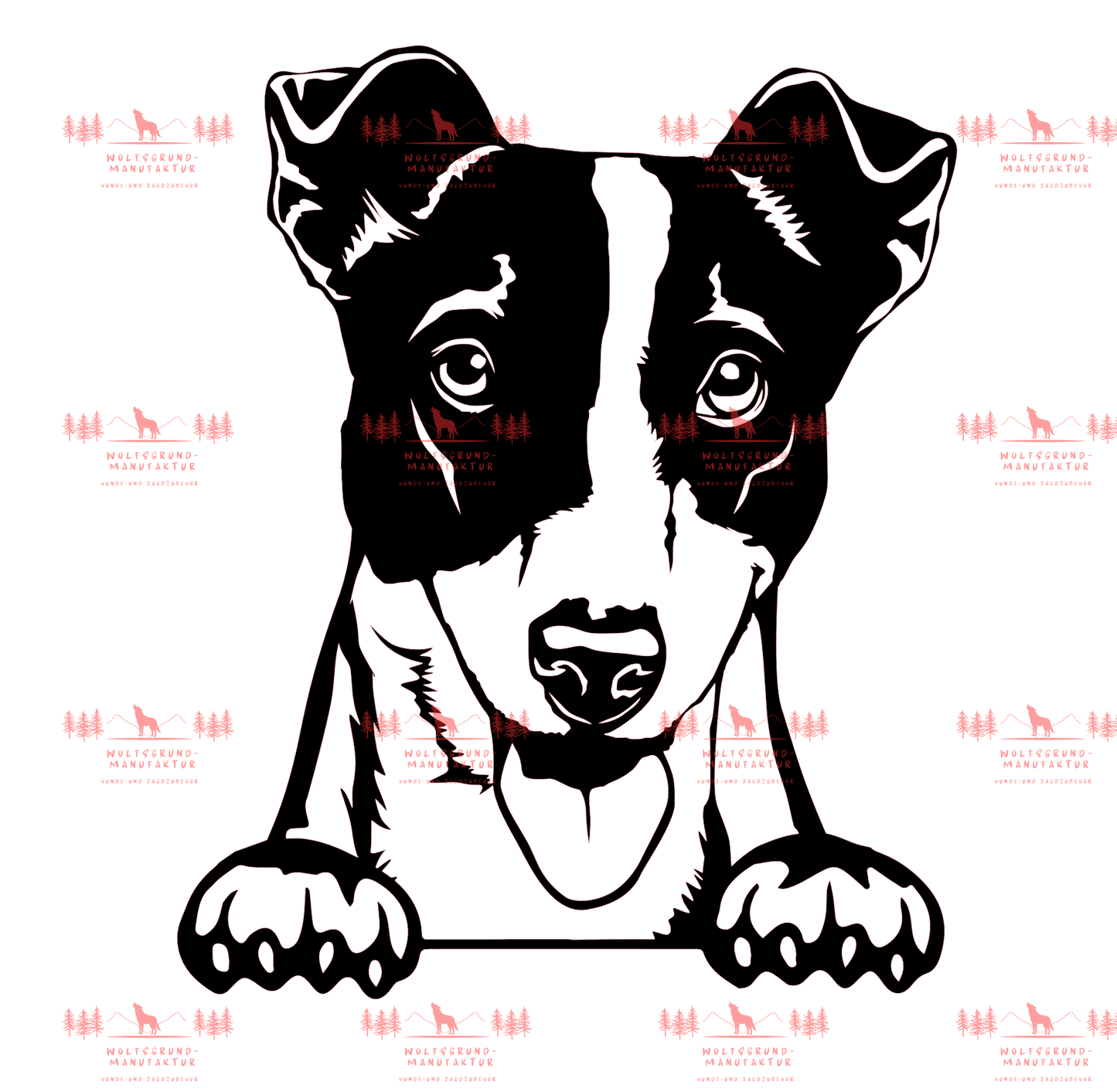 Jack Russell Terrier 2