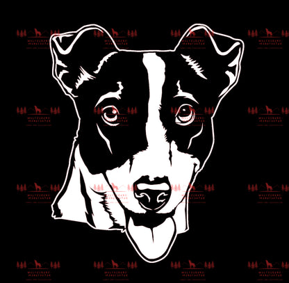 Jack Russell Terrier 3