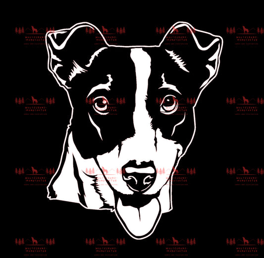 Jack Russell Terrier 3