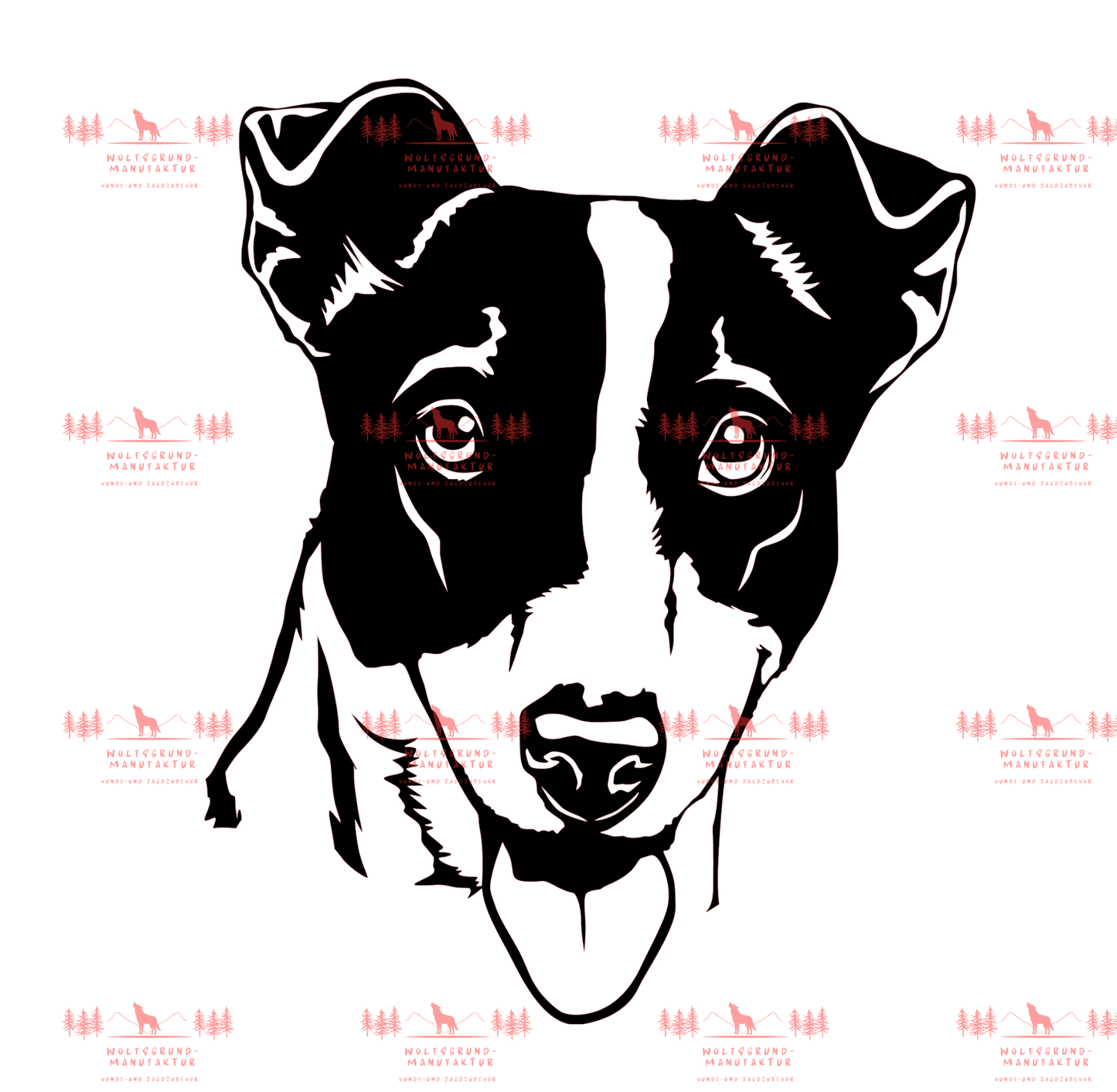 Jack Russell Terrier 3