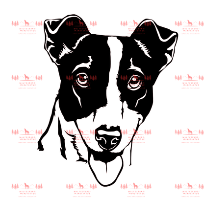 Jack Russell Terrier 3