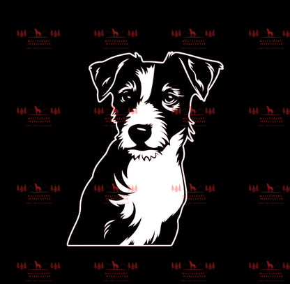 Jack Russell Terrier 4