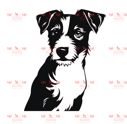 Jack Russell Terrier 4