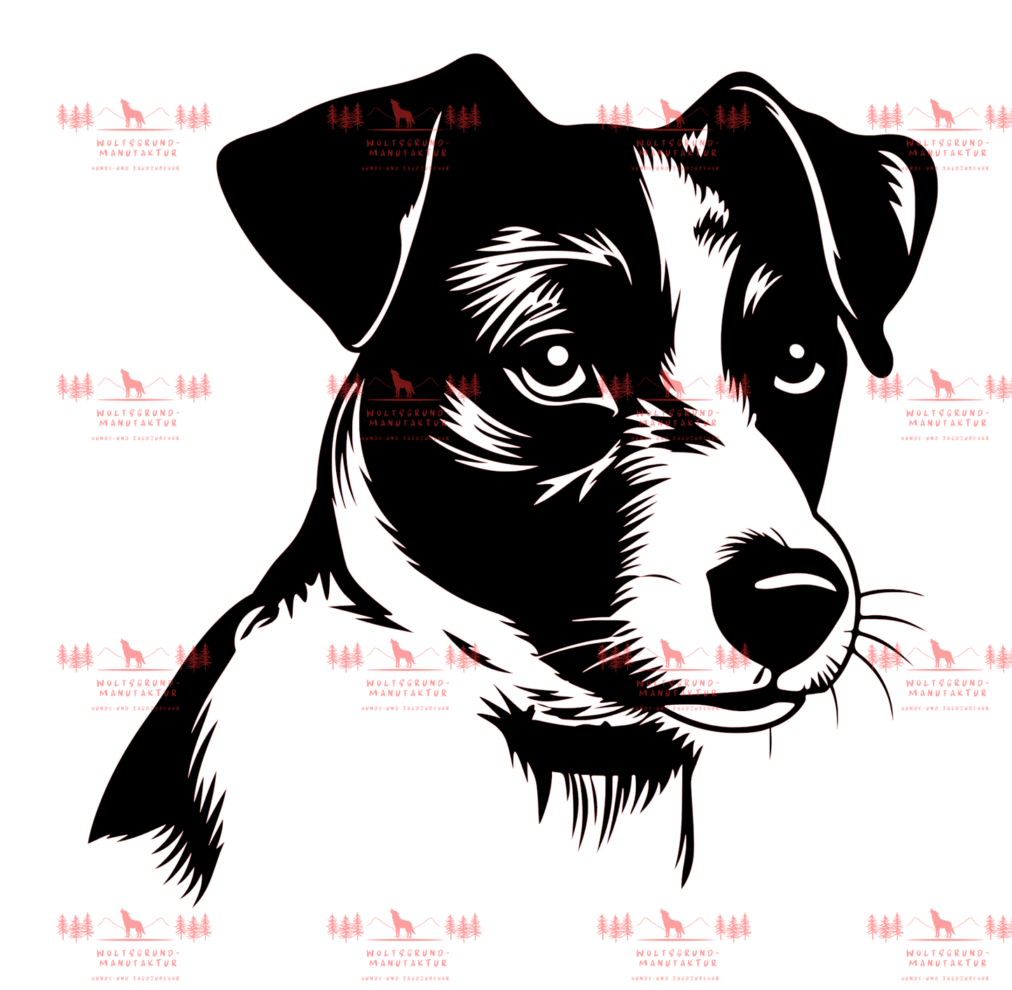 Jack Russell Terrier 5