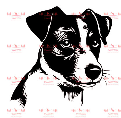 Jack Russell Terrier 5