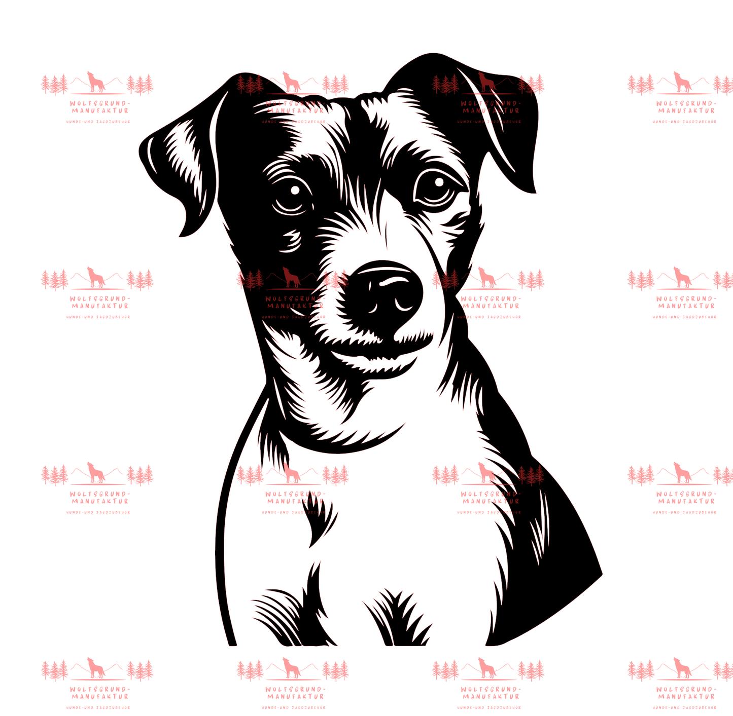 Jack Russell Terrier 6
