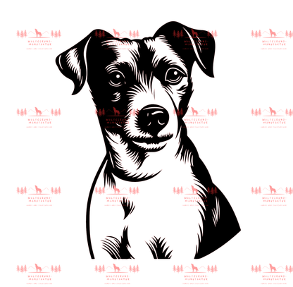 Jack Russell Terrier 6