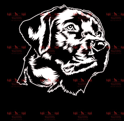 Labrador 1