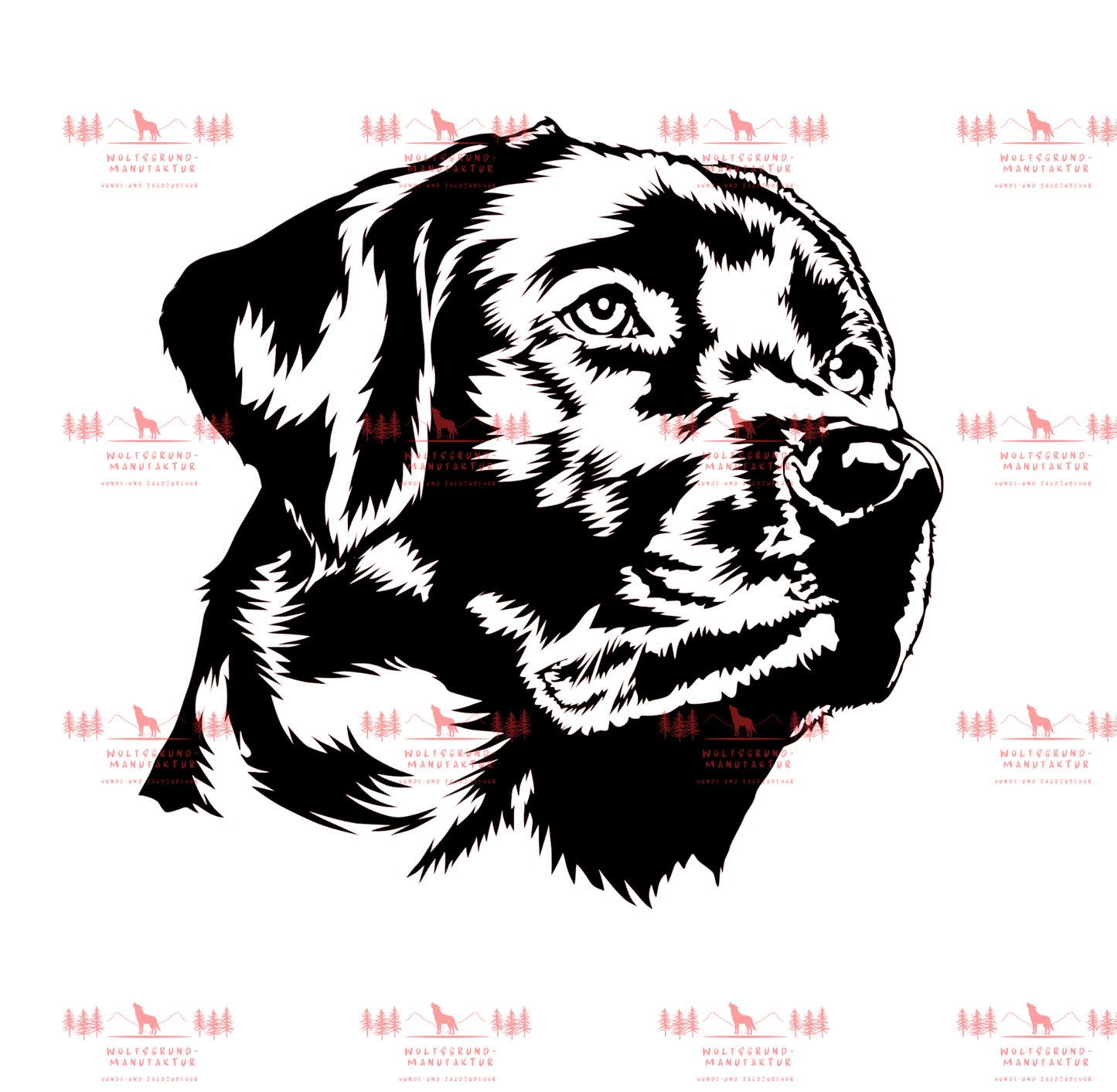 Labrador 1