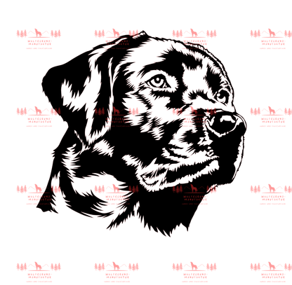 Labrador 1