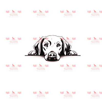 Labrador 2