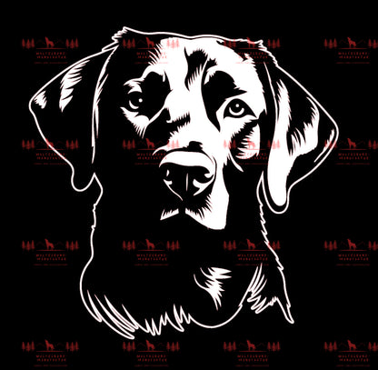 Labrador 3