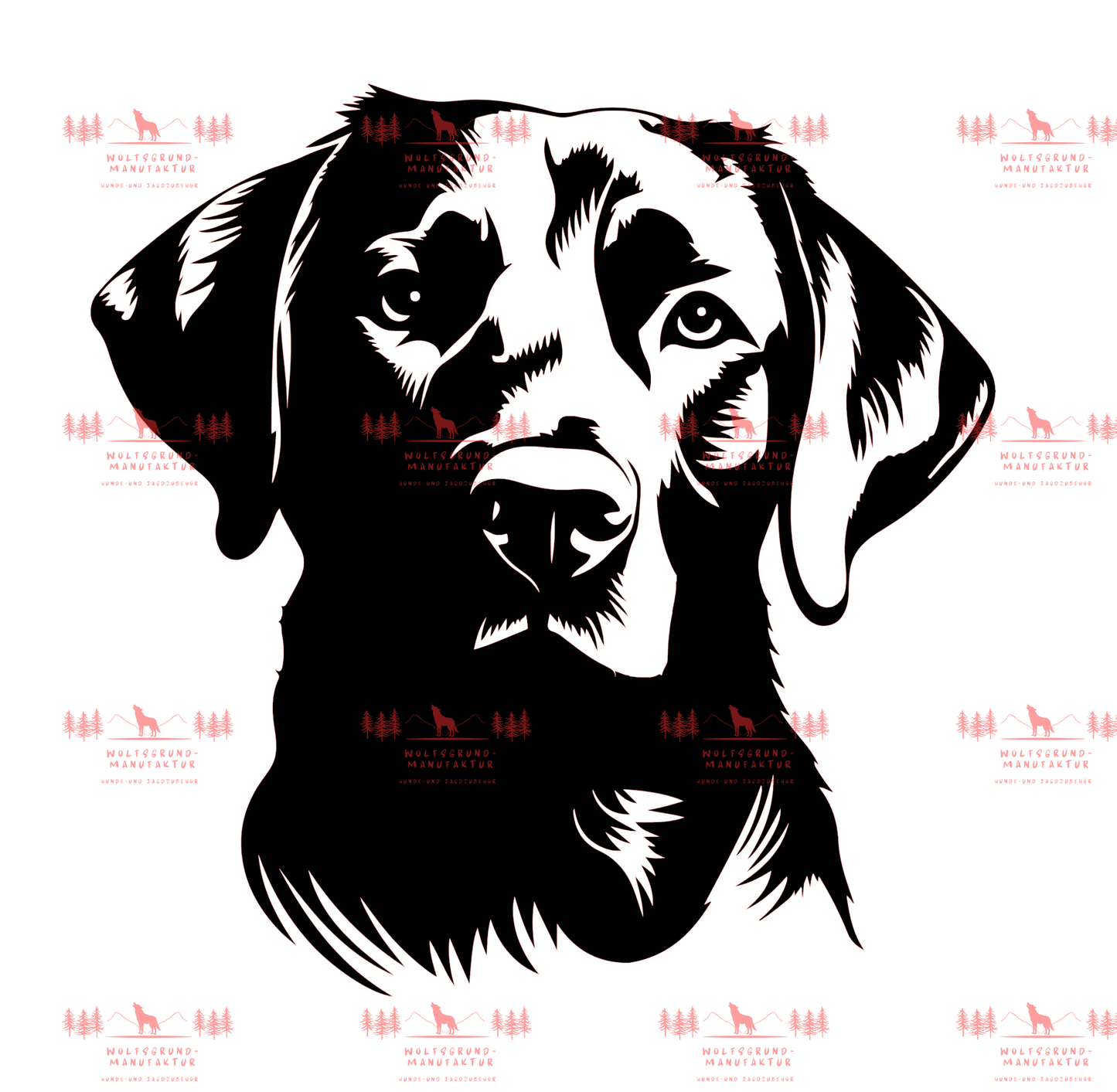 Labrador 3