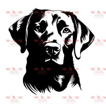 Labrador 3