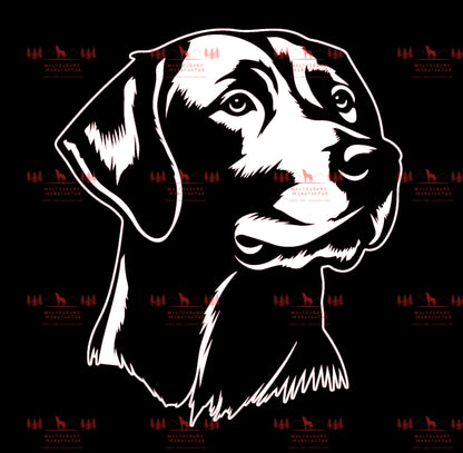 Labrador 4