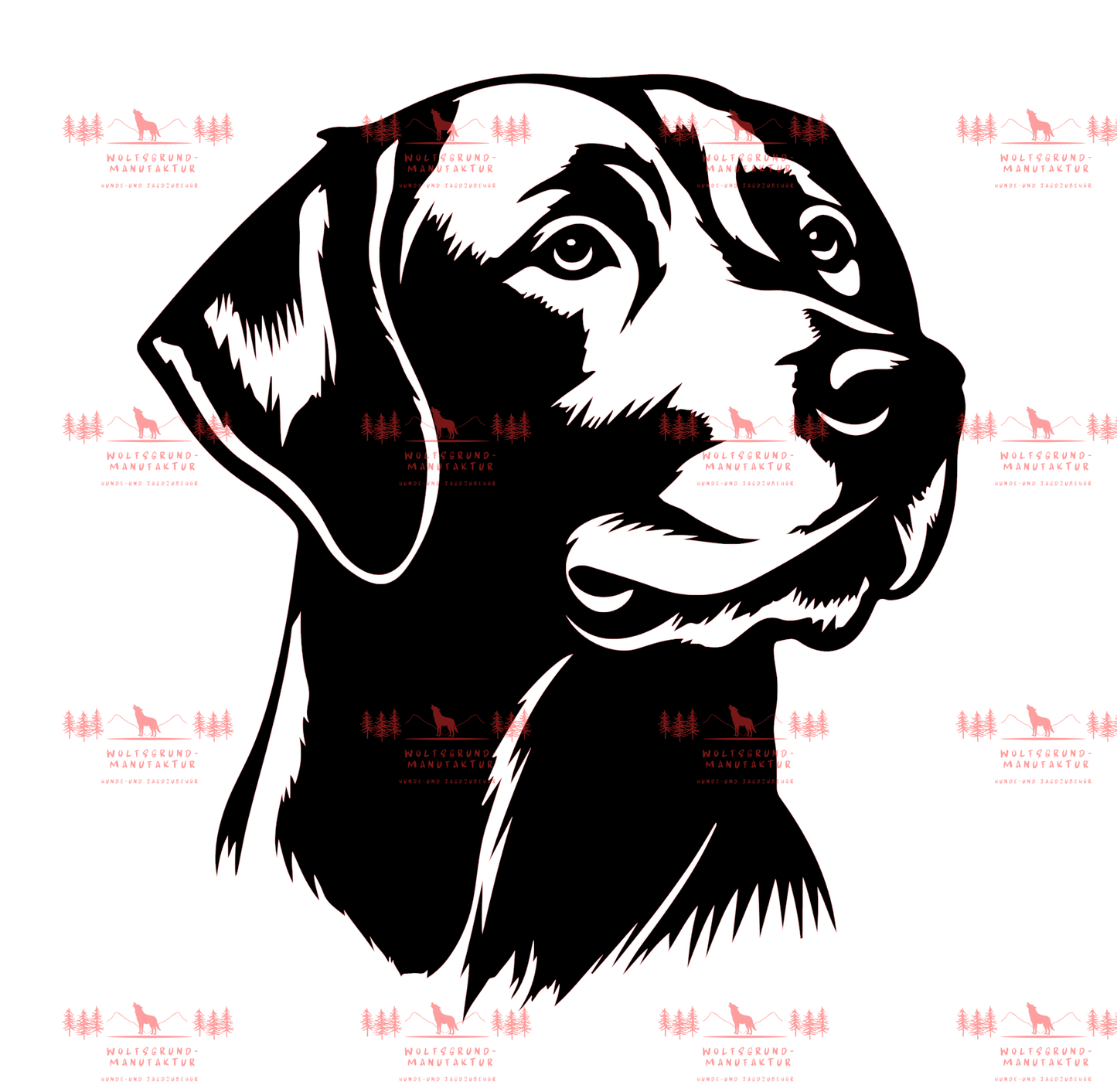 Labrador 4