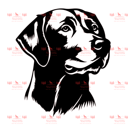 Labrador 4