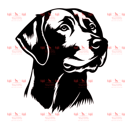 Labrador 4