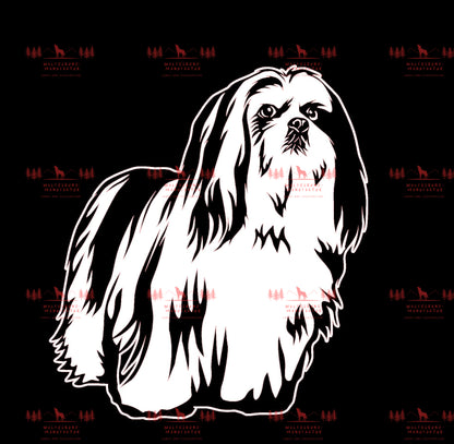 Lhasa Apso 1