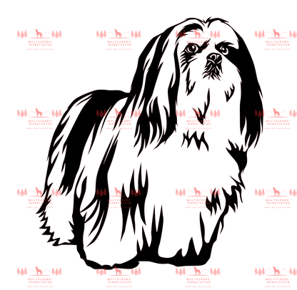 Lhasa Apso 1