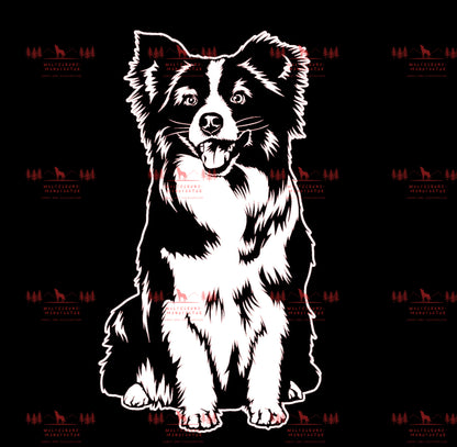 Mini Australian Shepherd 1