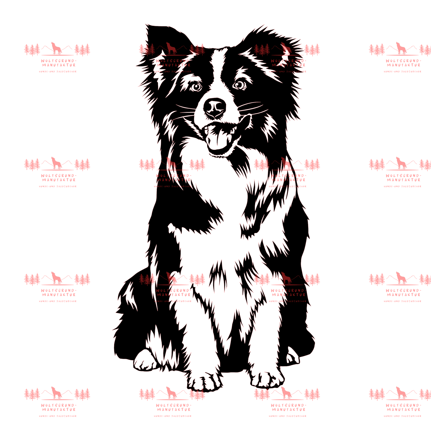 Mini Australian Shepherd 1