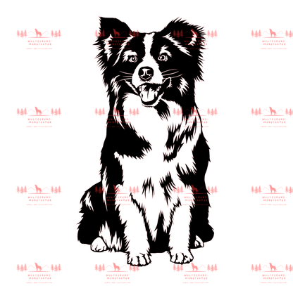 Mini Australian Shepherd 1