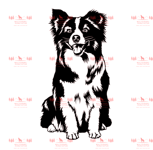 Mini Australian Shepherd 1
