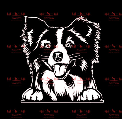 Mini Australian Shepherd 2