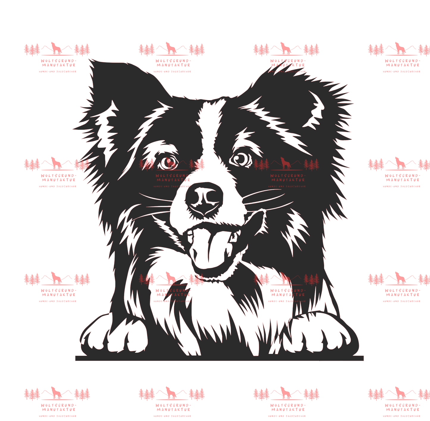 Mini Australian Shepherd 2